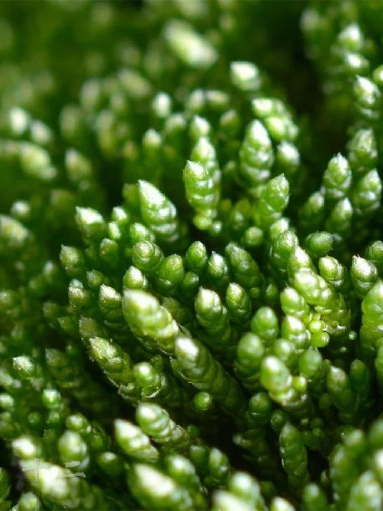 Silver Moss (Bryum argenteum)
