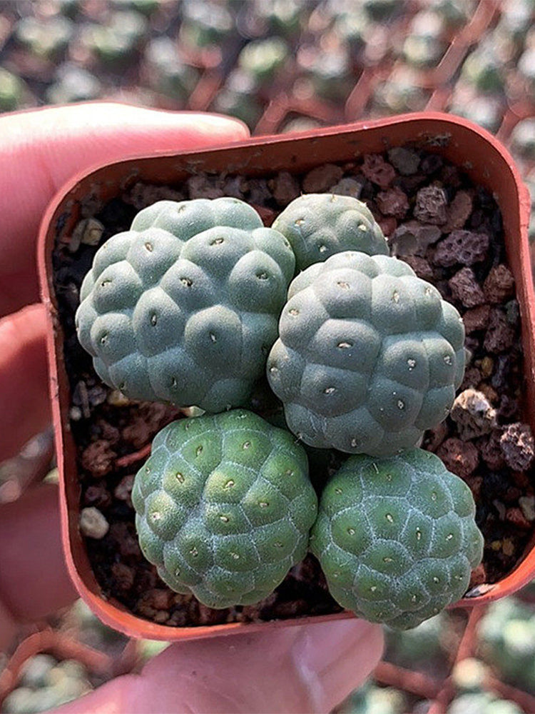 Tephrocactus bonnieae