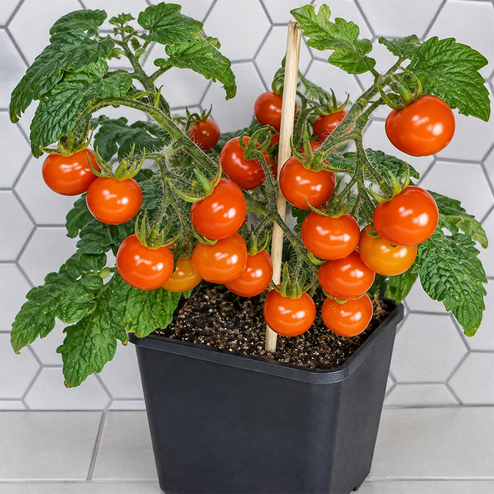 22 Délice de Neuilly Micro Dwarf Tomato