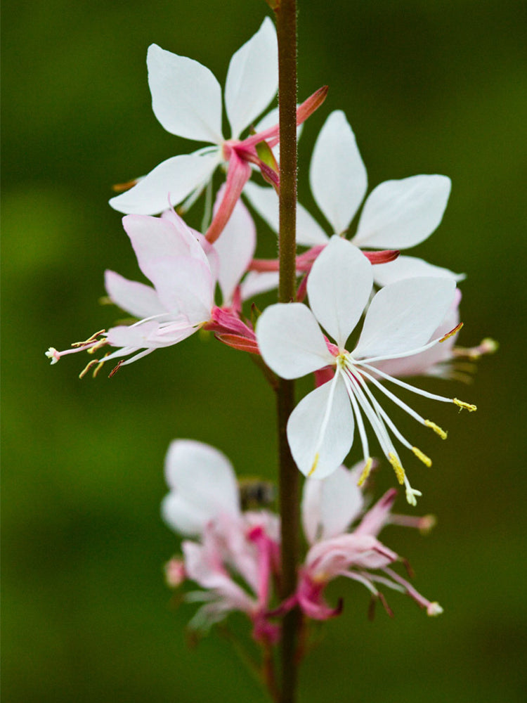 White Gaura (Gaura lindheimeri)
