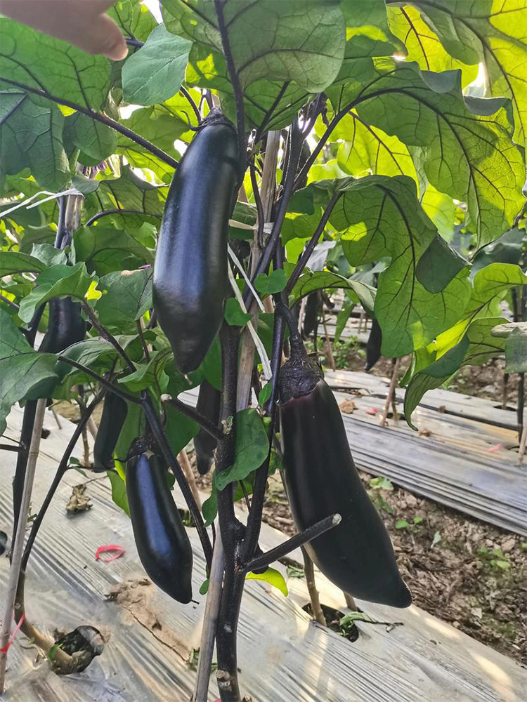 Delicious Grilling-Friendly Eggplant