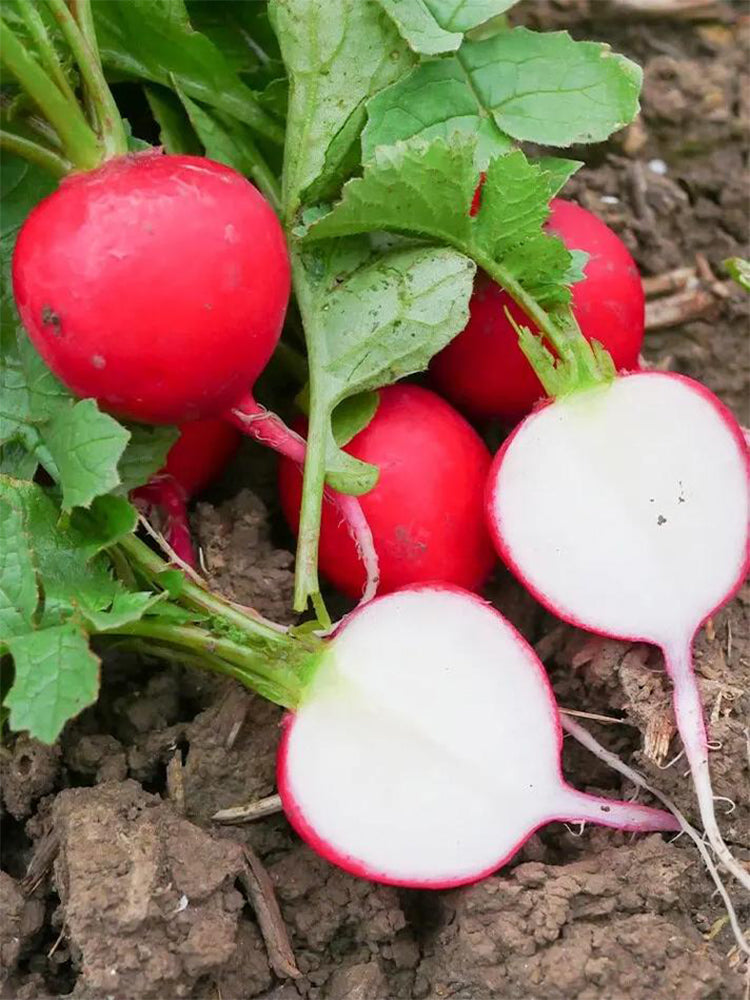Red Cherry Radishs