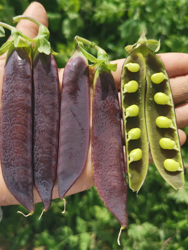 Purple-Podded Snow Pea