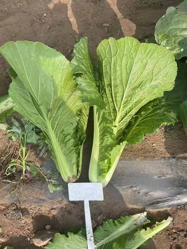 'Shenglv No.3' Fast-Growing Bok Choy