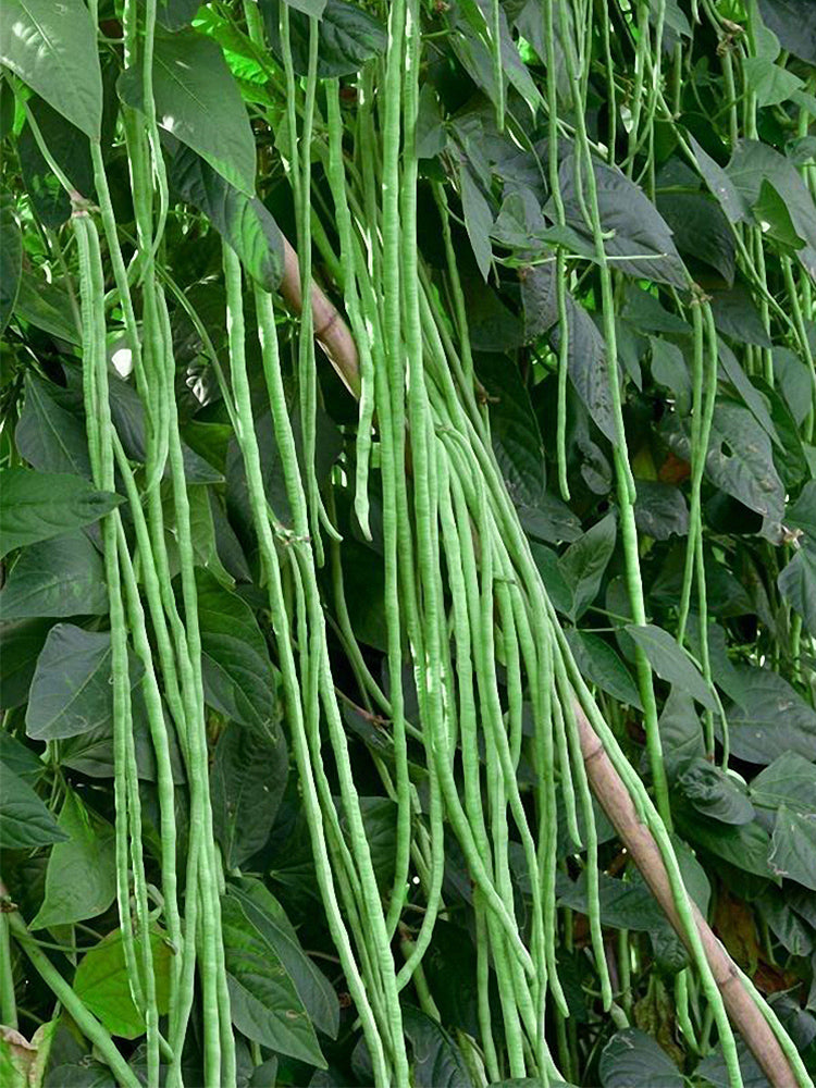 Black Eyebrow No.1 Cowpea