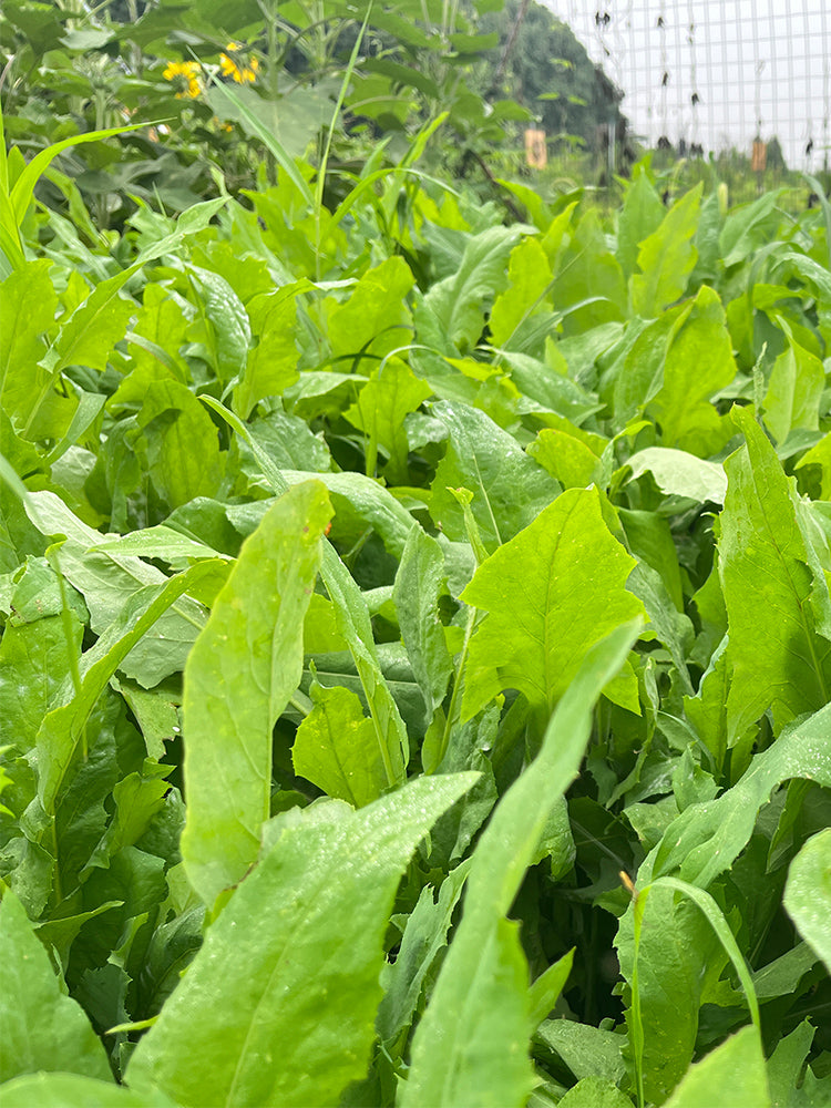 Ixeris Chinensis