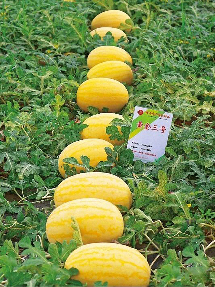 Golden No.3 Watermelons