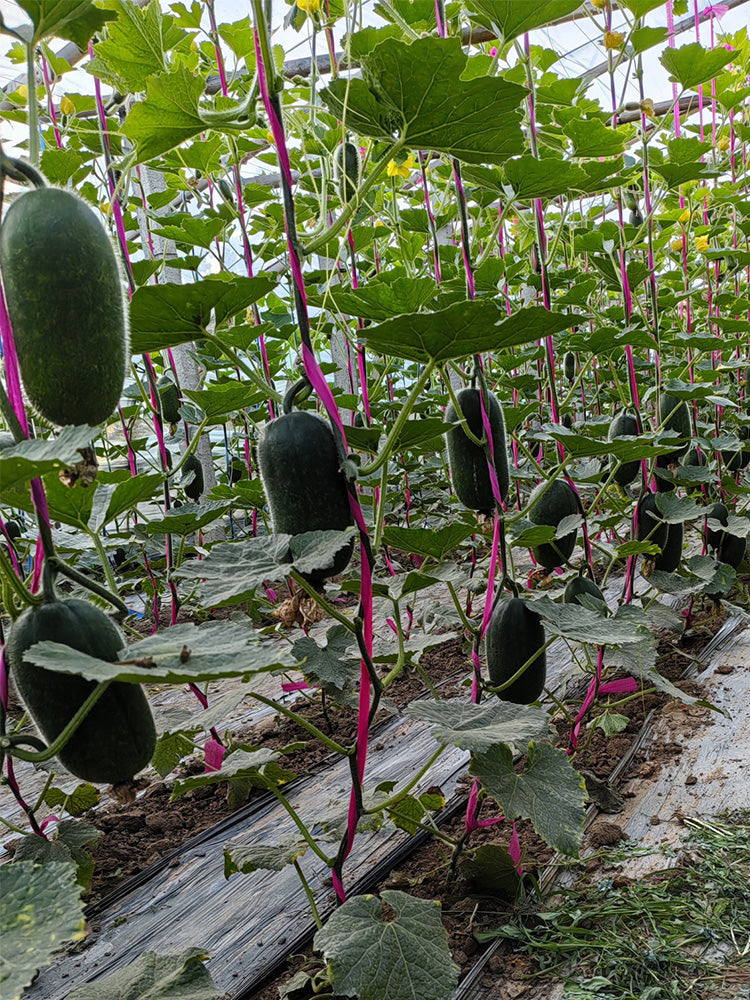 'Xiaoyou' Small Wax Gourd