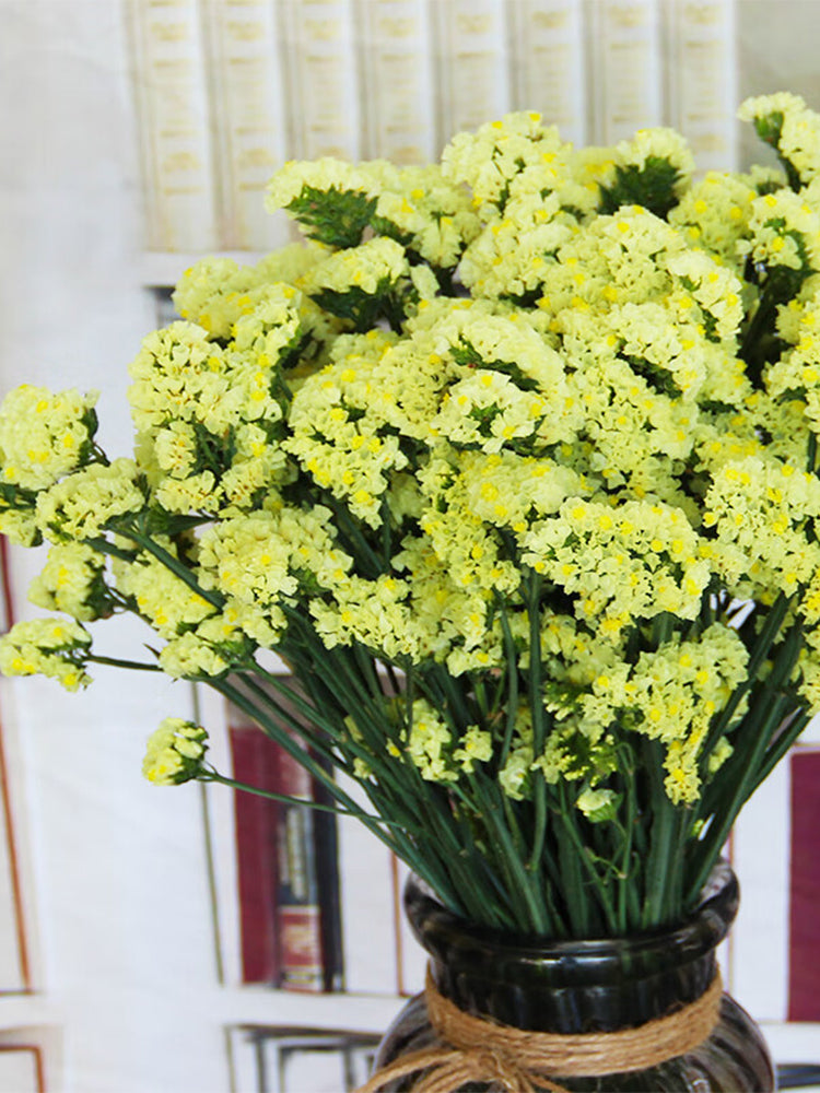 Yellow Wavyleaf Sea Lavender (Limonium sinuatum)
