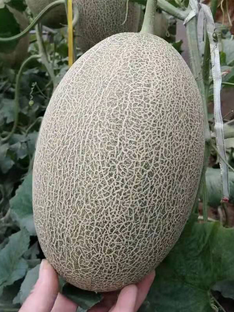 Hami Melons