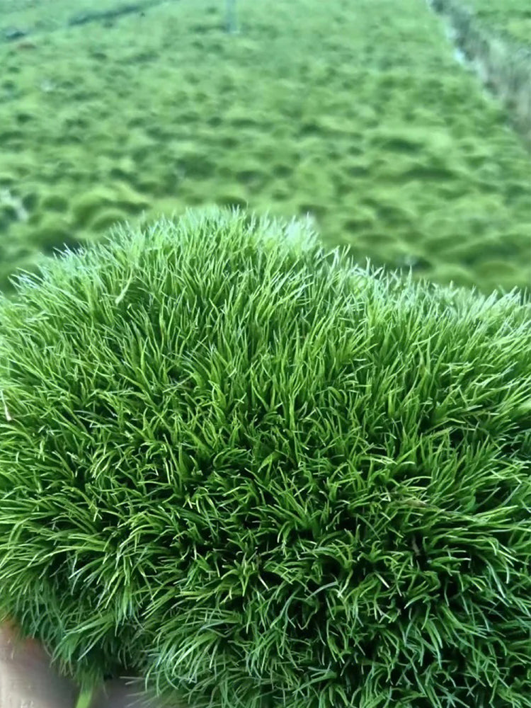 White Cushion Moss (Leucobryum glaucum)