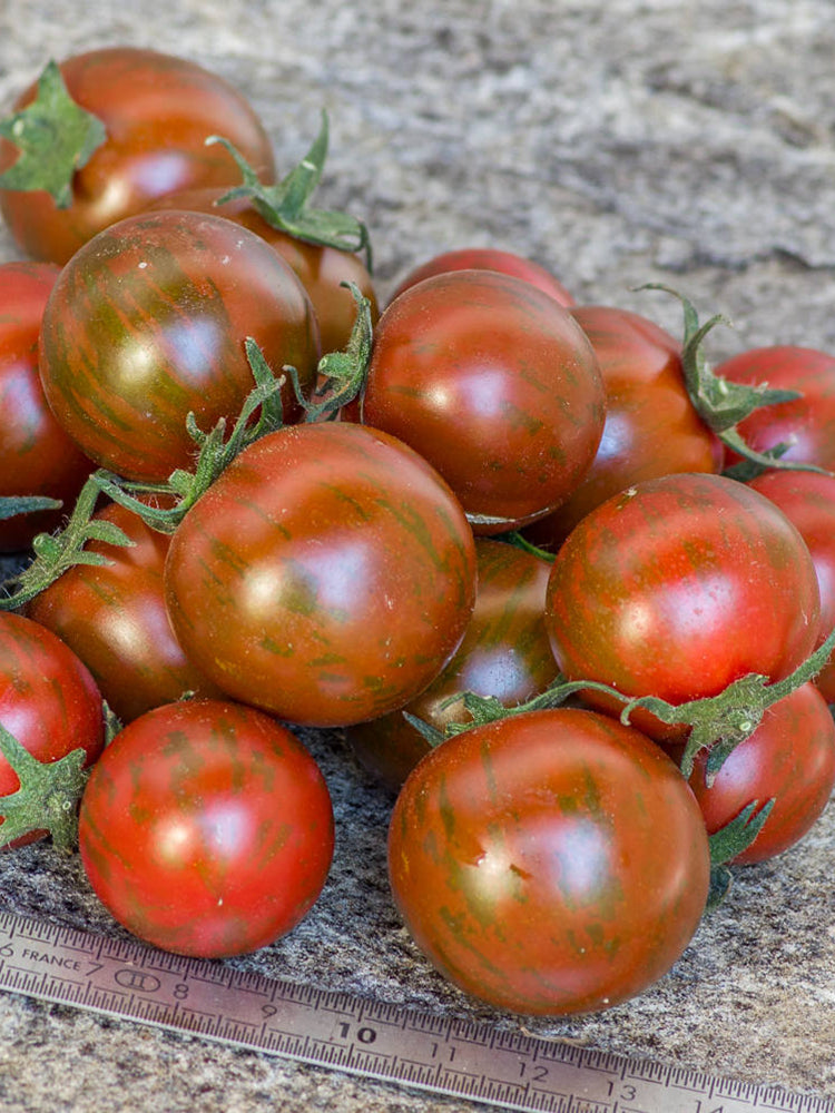 'Mini Shadow Stripe' Tomato