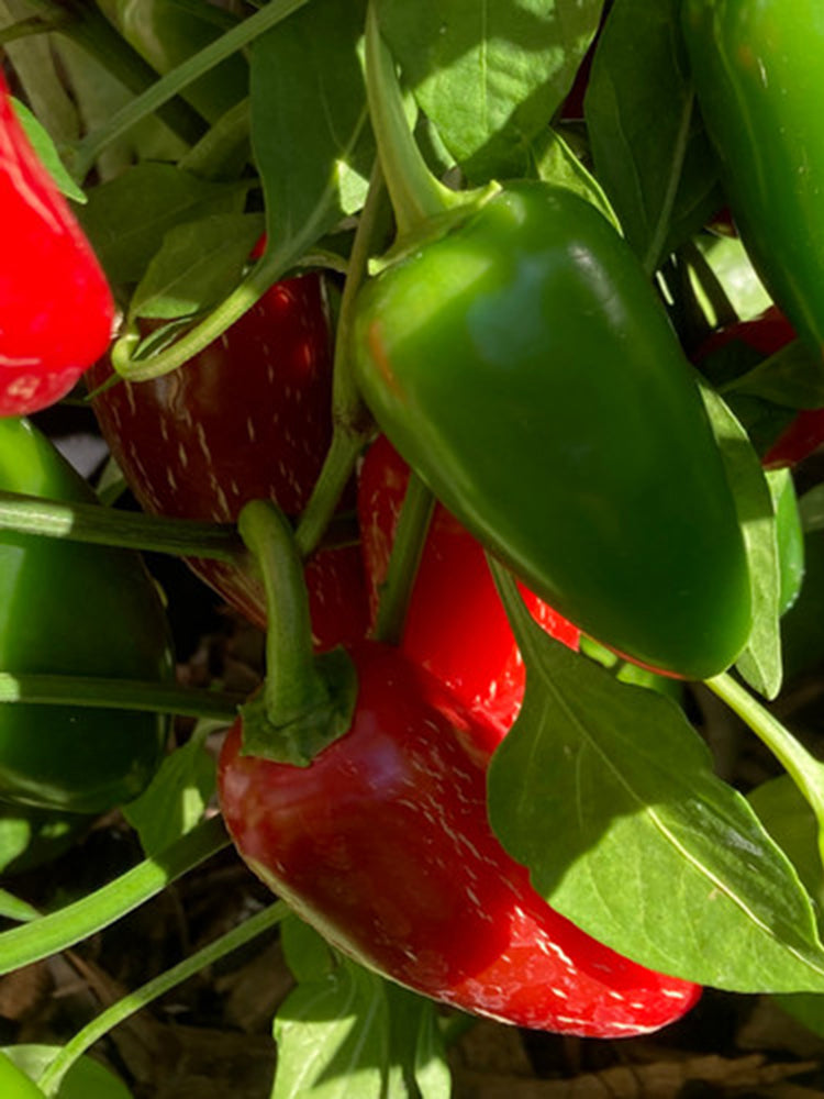 Mexican Chili Pepper
