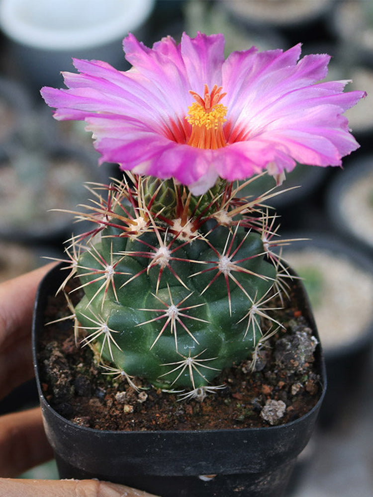 Thelocactus bicolor