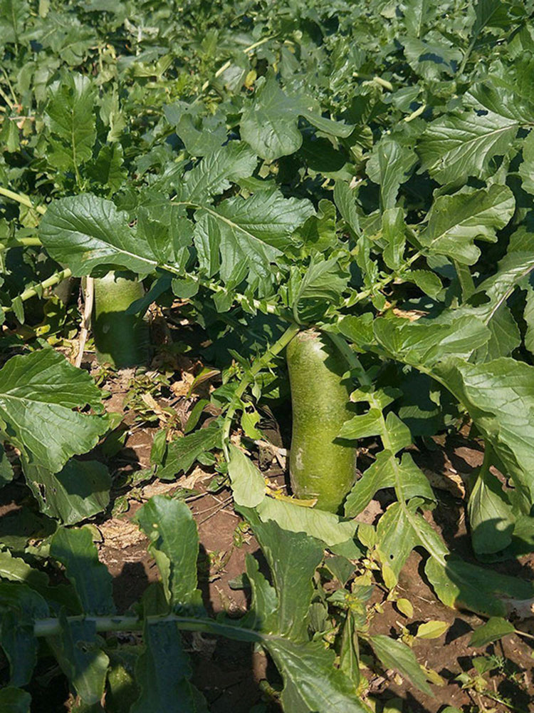 Jingcui Elite Fruit Radish