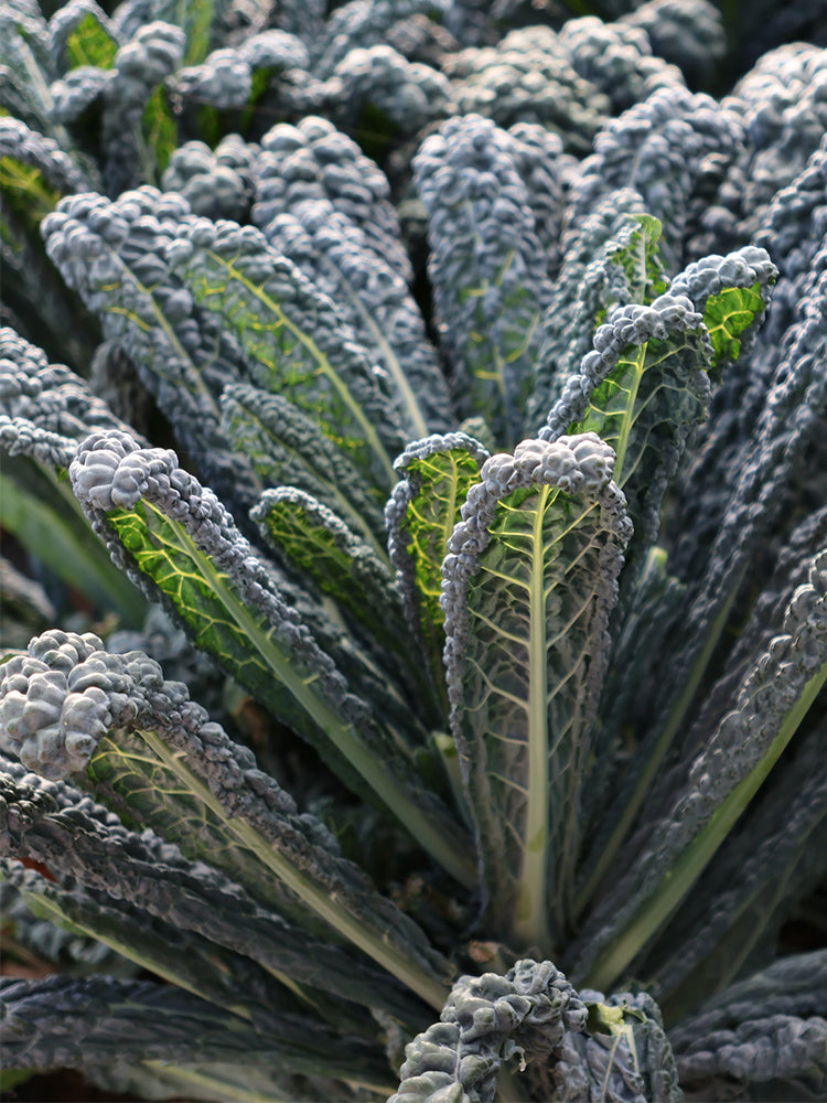 Lacinato Kale (Brassica oleracea var. palmifolia)