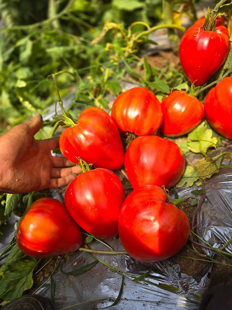 'Pixie Cap' Tomato