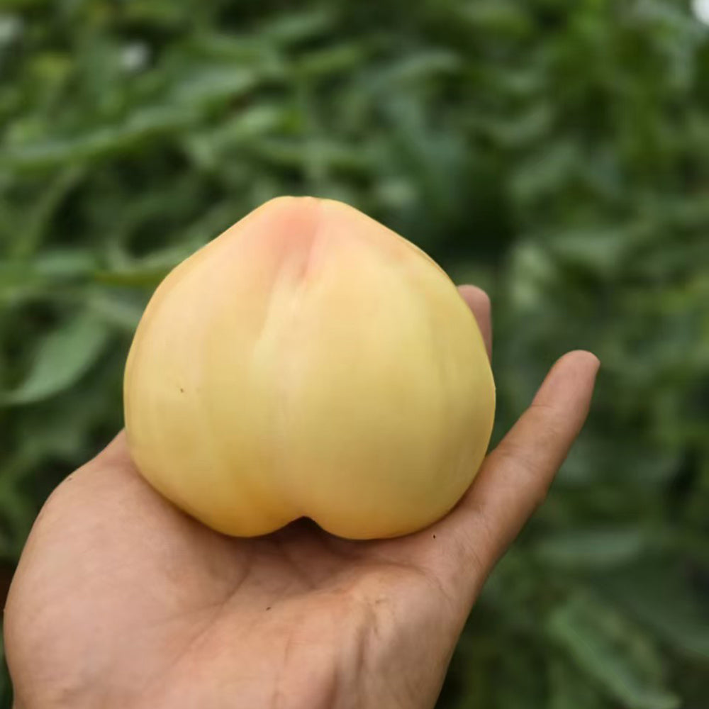 799 White Cherry Tomato