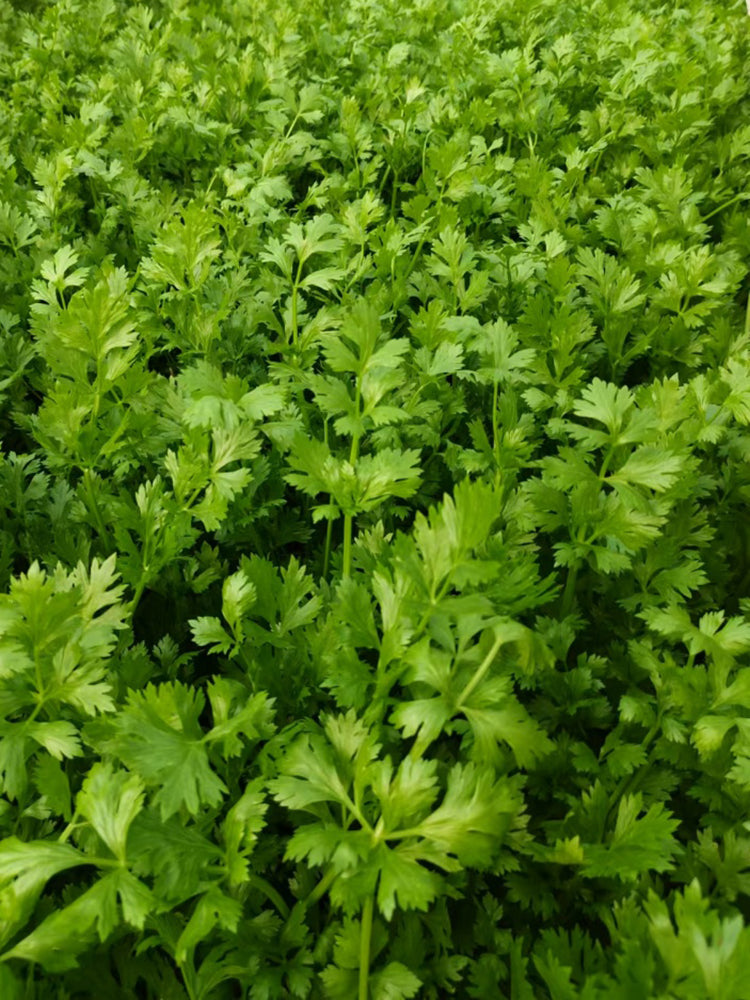 Michelin Fruit Celery