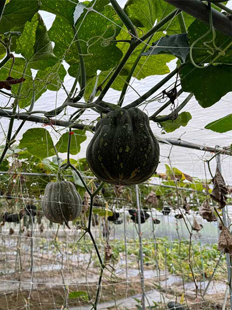 Prolific Fragrant Pumpkins