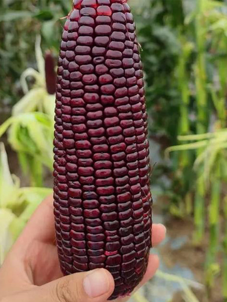 Black Sweet Waxy Corn No.7