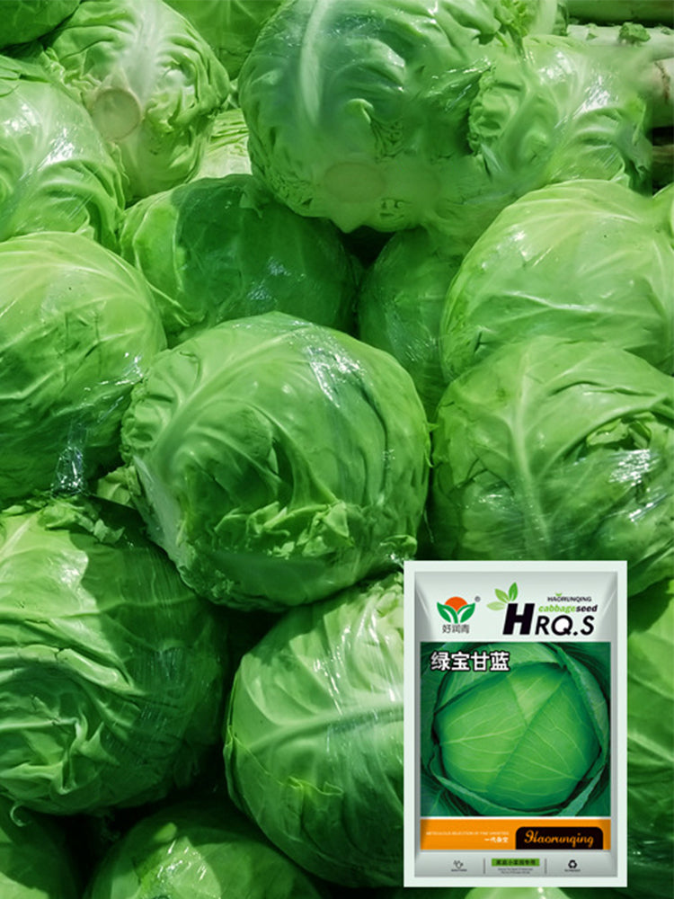 Green Treasure Cabbage