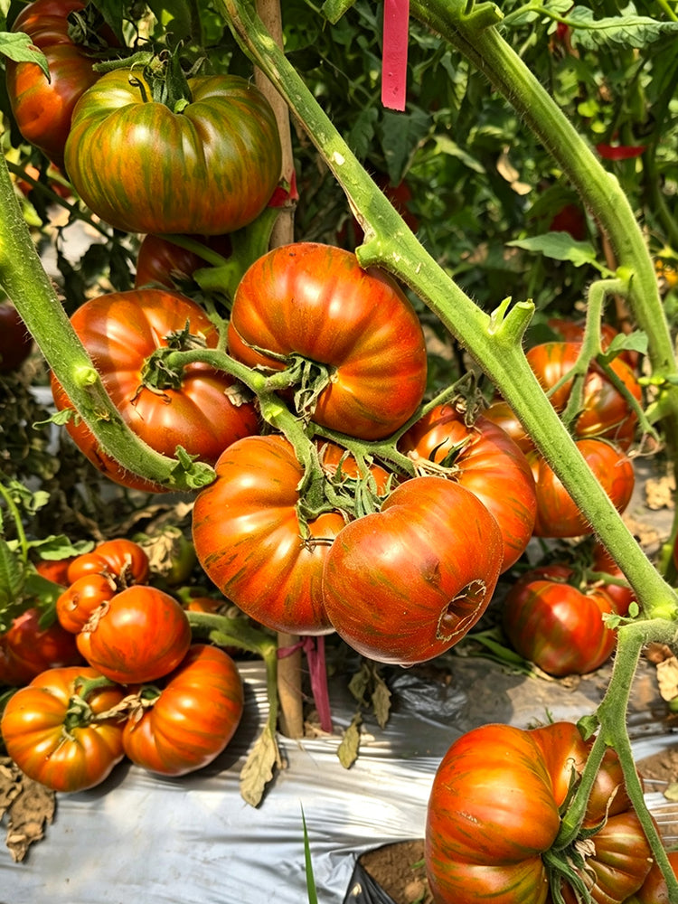 870 Amur Tiger Tomato
