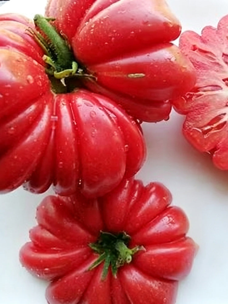 882 Shar Pei Tomato