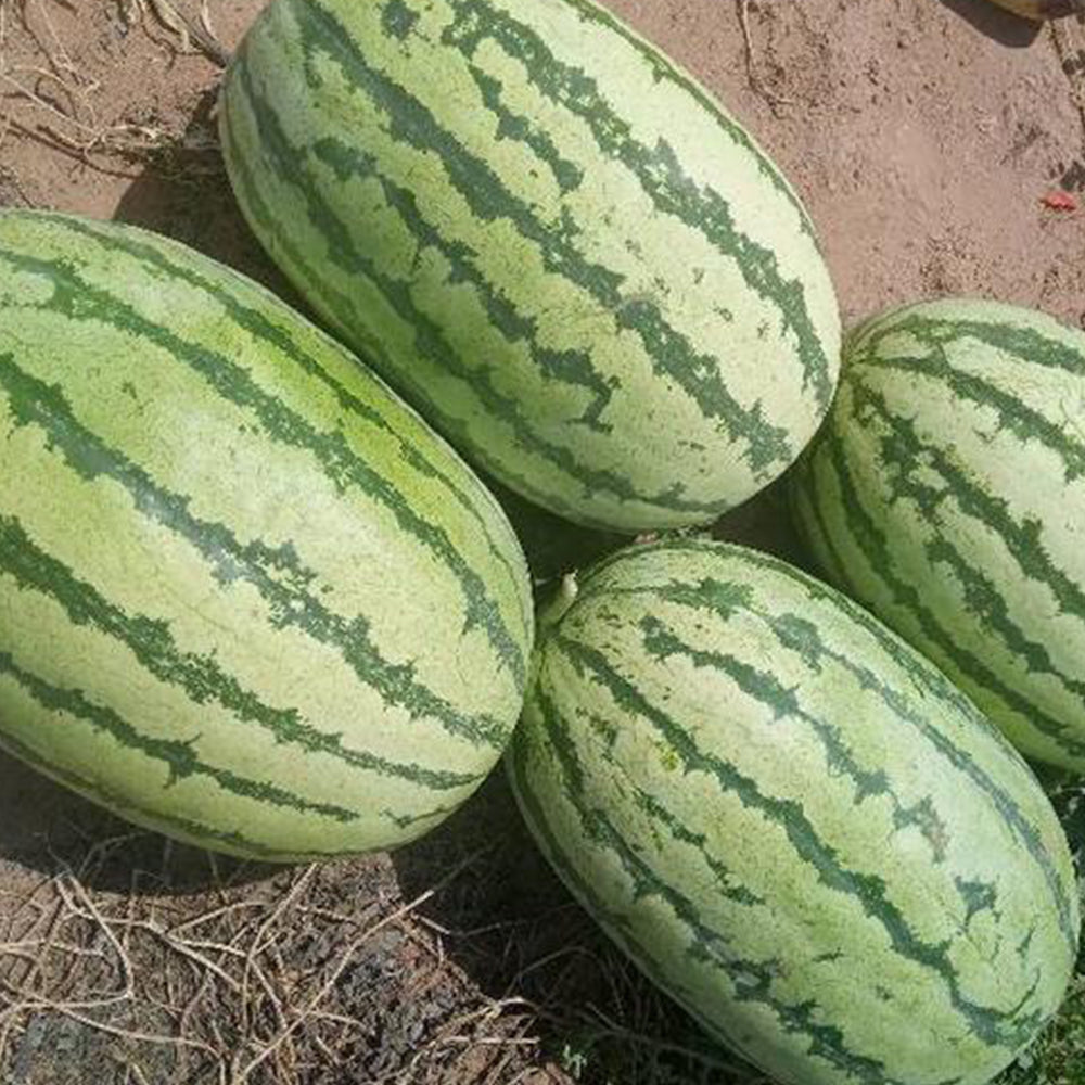 5 Bags (25 Seeds / Bag) of 'Lanzhou P2' Series: Large-Fruit, Traditional Variety, Super Sweet Watermelon