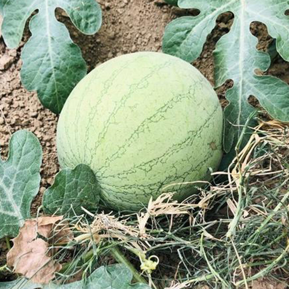 5 Bags (20 Seeds / Bag) of 'Xiaolan Peeling' Series Watermelon Seeds