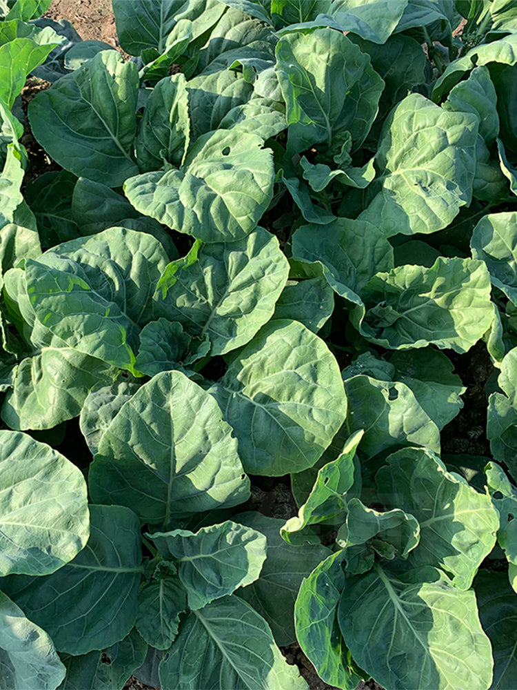Heat-Tolerant Round-Leaf Chinese Kale