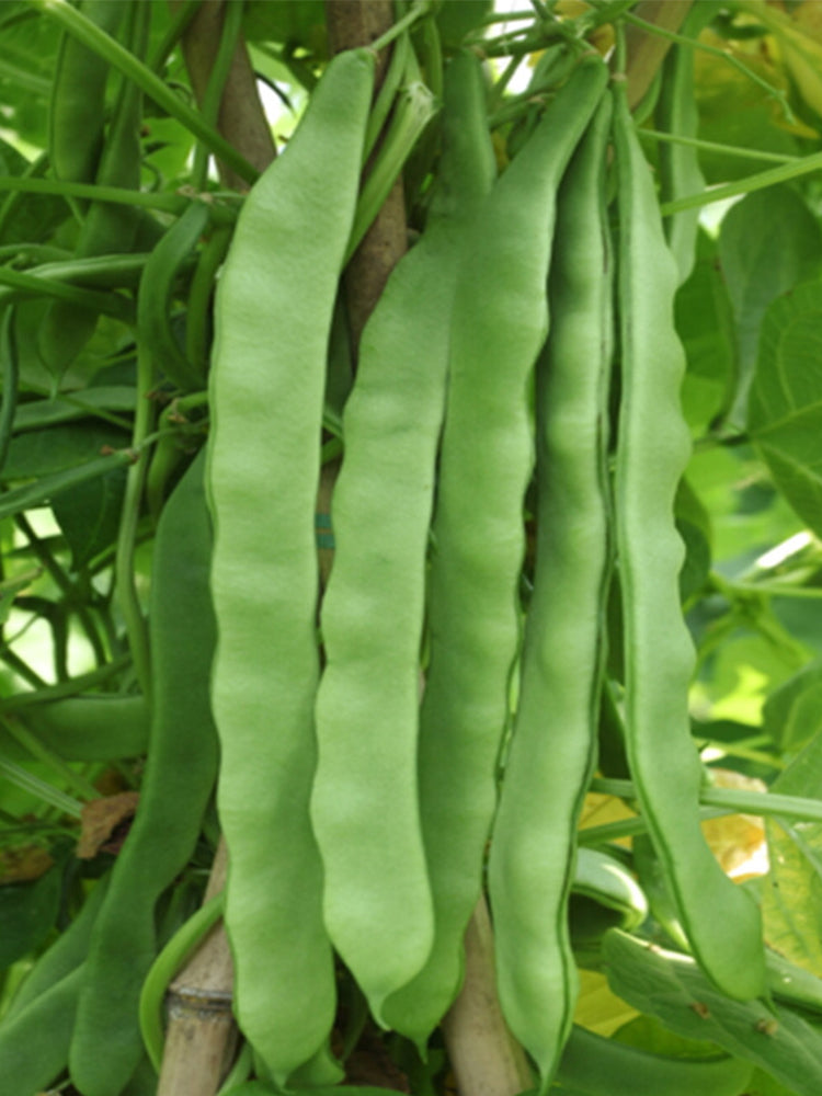 Green Dragon Snap Beans