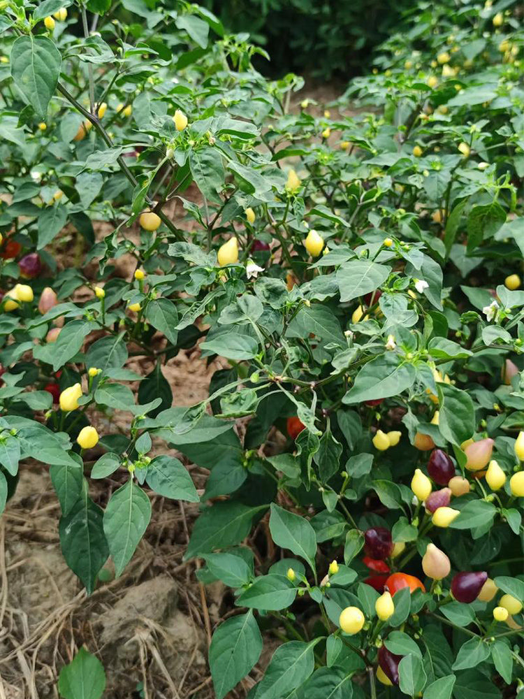 Pearl Multicolored Pepper