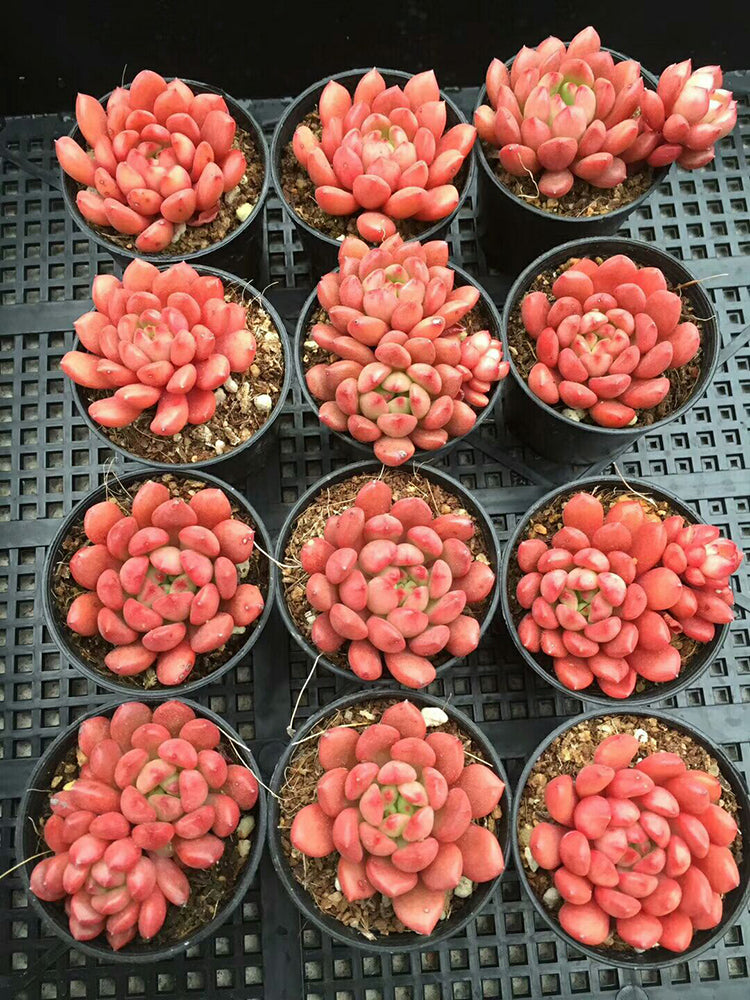 Sedeveria 'Pink Ruby'