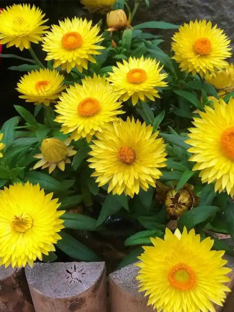 Yellow Strawflower (Helichrysum bracteatum)