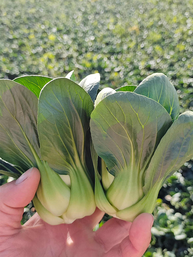 'Aijiaoqing' Bok Choy
