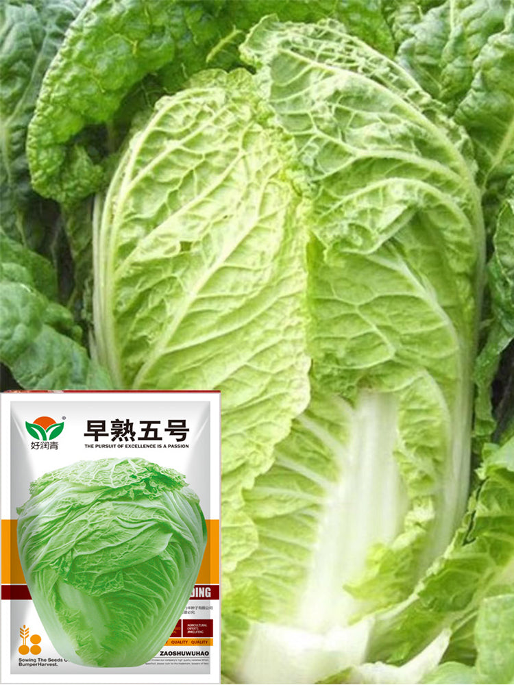 Early-maturing No.5 Chinese Cabbage