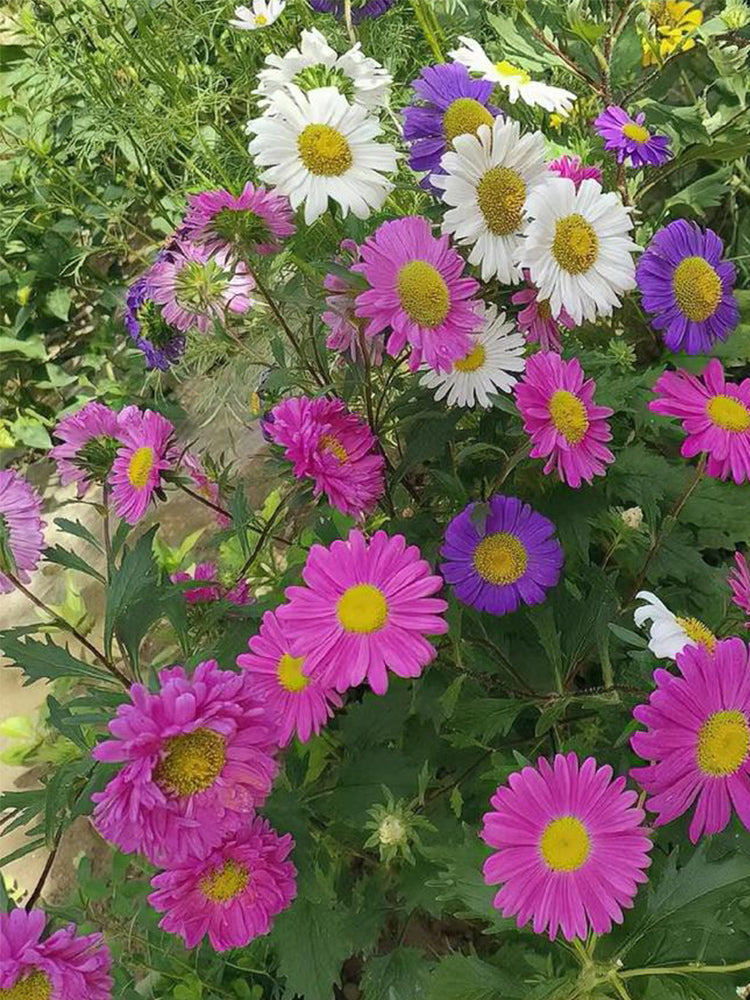 Painted Daisy (Tanacetum coccineum)