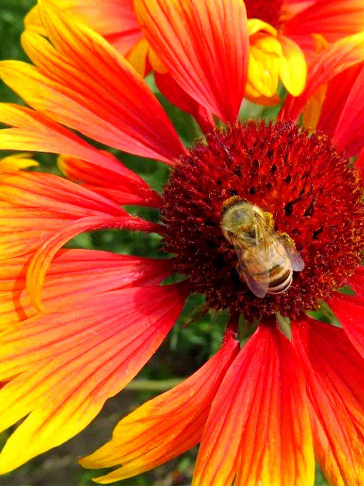 Blanket Flower (Gaillardia aristata)