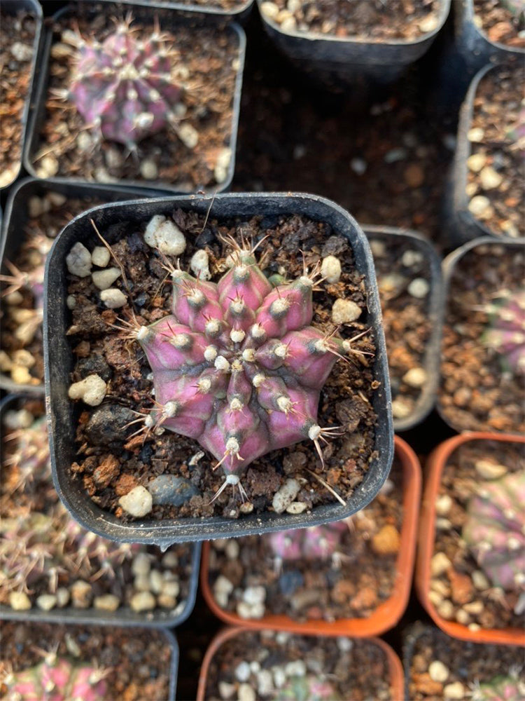 Gymnocalycium mihanovichii 'T-lux' Hybrid