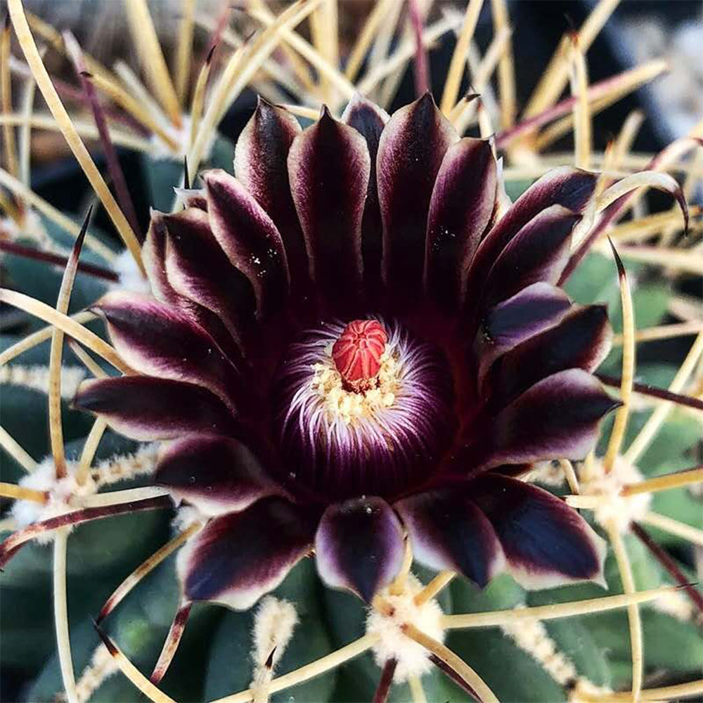 Chihuahuan Fishhook Cactus Seeds, Black Flowers, Sclerocactus uncinatus, Set of 25