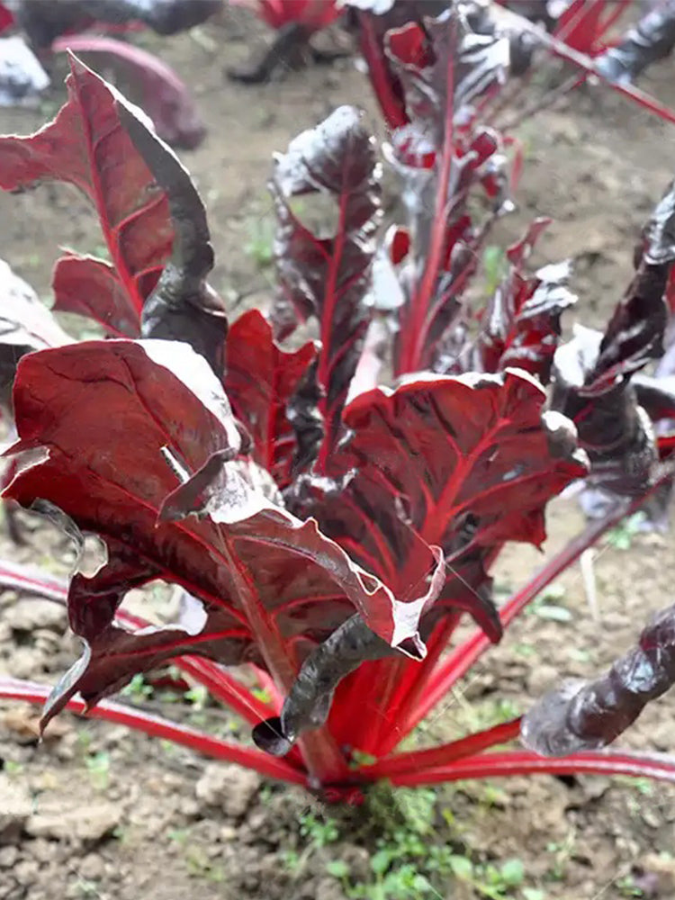 Red Swiss Chard