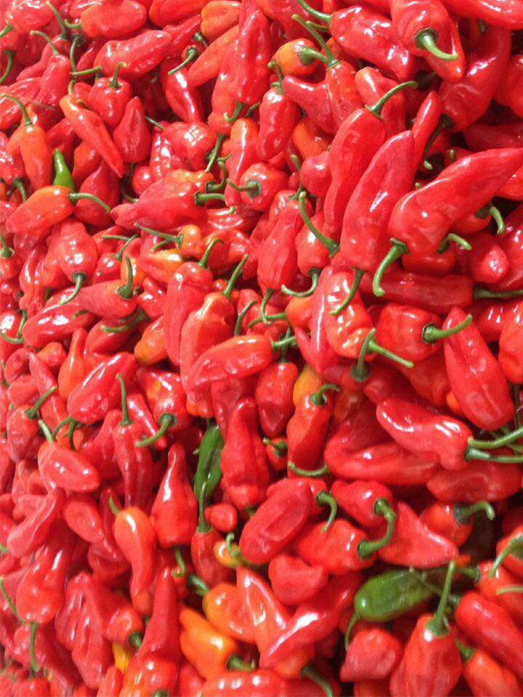 Ghost Pepper