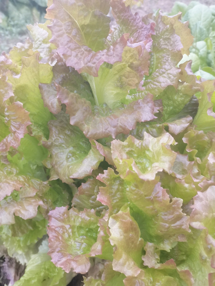 Purple Red Lettuce