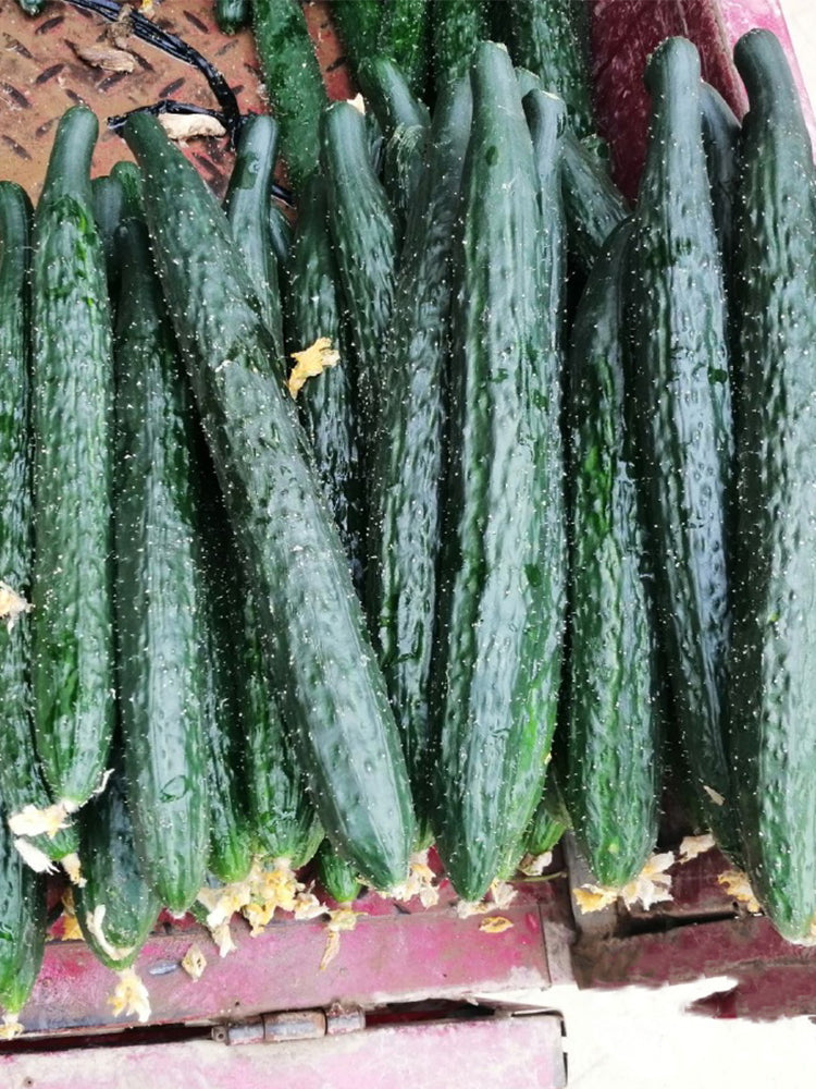 'Fuyang No.2' F1 Cucumbers (Cucumis sativus)