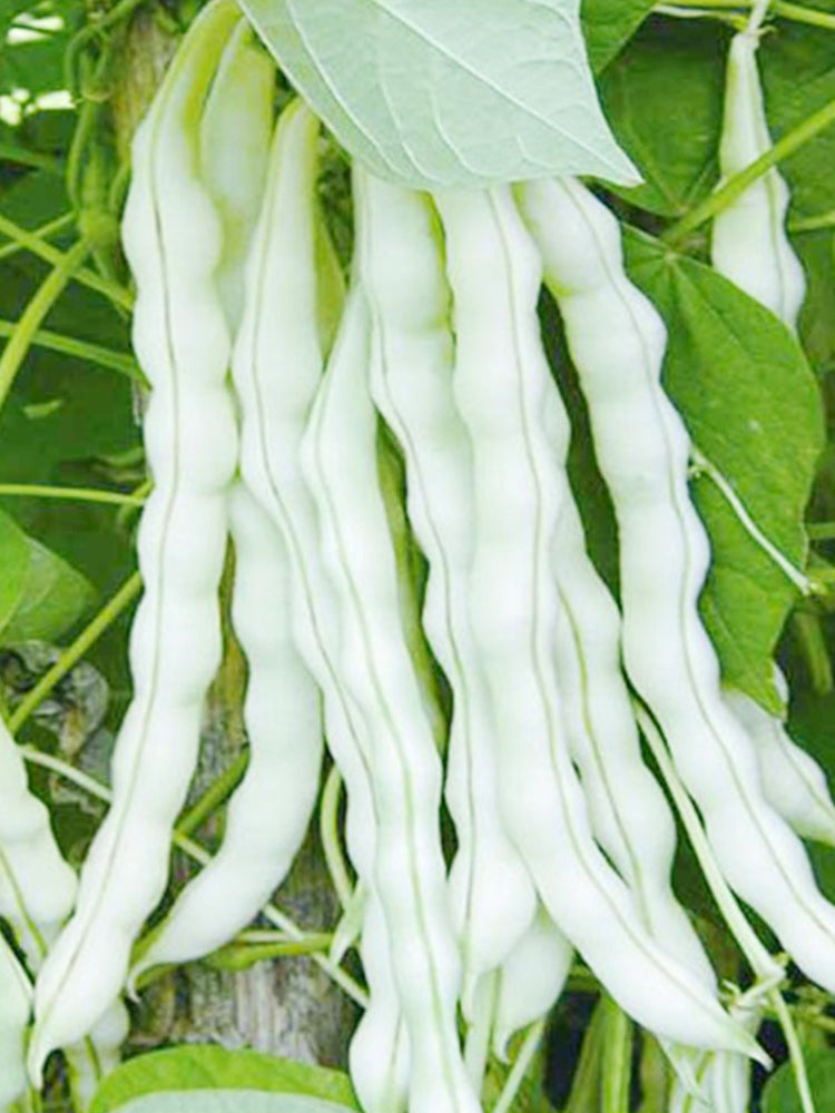Continuously Harvestable Nine-grain White Kidney Beans