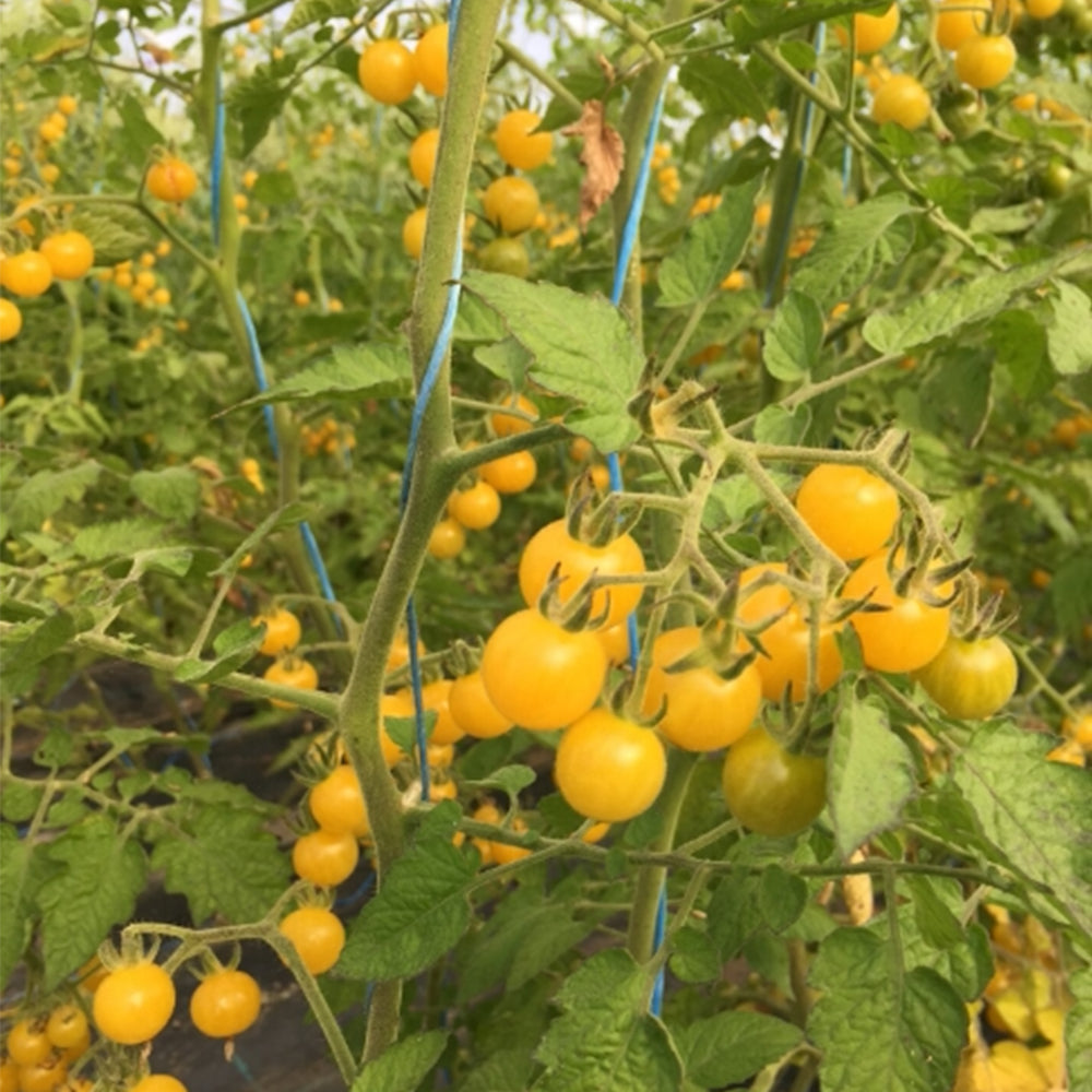 672 Bianca Tomato