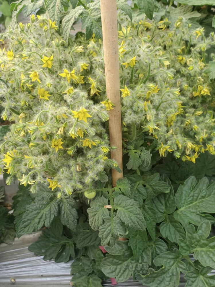 'Mini Shadow Stripe' Tomato