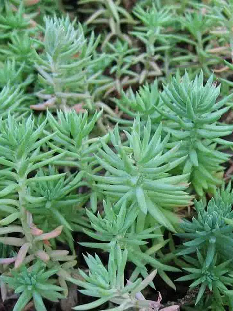 Reflexed Stonecrop (Petrosedum rupestre)