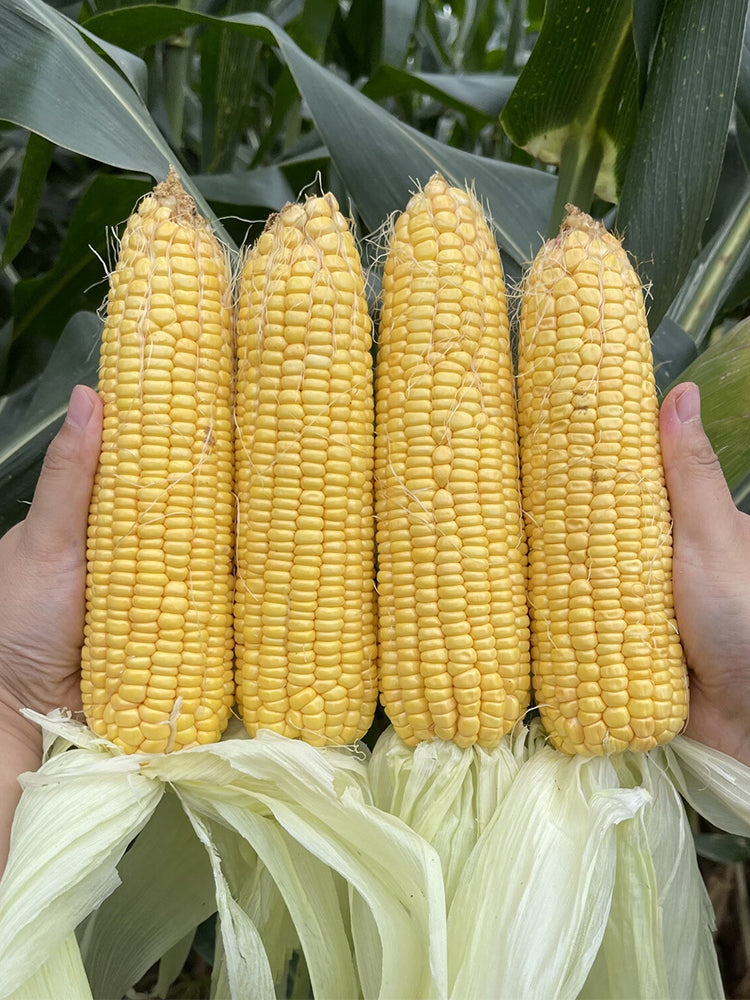 Zhongnong Tian No.488 Super Sweet Fruit Corn